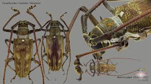 Image result for Batopedina