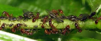 Check spelling or type a new query. Mutualismus