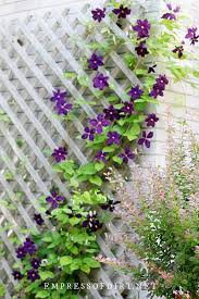 Clematis are of the ranunculaceae botanical family. Tips For Choosing The Right Clematis Trellis