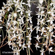 Image result for Aerangis stelligera