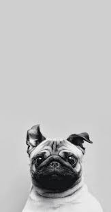 Pin By Dorkas On Wallpaper Dog Wallpaper Iphone Pug Wallpaper Dog Wallpaper