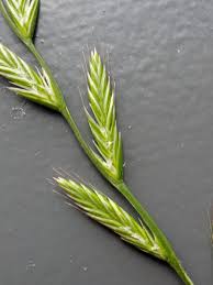 Image result for Lolium multiflorum