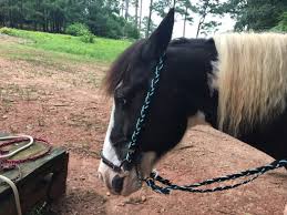 On this page all of our featured paracord bracelet instructions are gathered for easier navigation. How To Make An Easy Diy Bridle For Your Horse The Broke Horseman