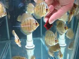 Feeding Discus Fish What Do Discus Fish Eat Discusguy Discus Fish Fish Discus