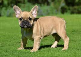 Looking for french bulldog puppies for sale? French Bulldog Puppies For Sale Pure Breed Pups Pet Mania Dubai