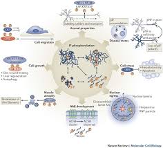Many proteins are modified shortly after translation is completed to mediate proper folding or to direct the nascent protein to distinct cellular locations (such where does post translational modification occur? Post Translational Modifications Of Intermediate Filament Proteins Mechanisms And Functions Nature Reviews Molecular Cell Biology
