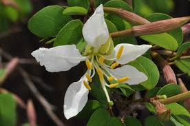 Image result for Bauhinia bowkeri