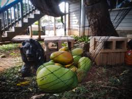 There are 136 fruit pickers for sale on etsy, and they cost $40.13 on average. I Suspended A Net Beneath My Mango Tree To Catch The Fruit As It Falls This Is The First 24 Hrs Results Gardening
