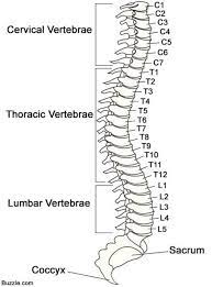 Anatomy Of Human Vertebrae Koibana Info Spinal Cord Anatomy Spinal Cord Vertebrae