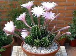 My mom got some tiny live cactus necklace. Echinopsisoxygona White Easter Lily No Pot Bare Root 1 Pup Etsy Unusual Plants Easter Lily Succulent Landscape Design