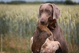 Image result for slovenský ohař hrubosrstý