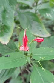 Image result for Ruellia brevifolia