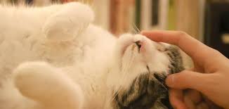 كلمات عن الرفق بالحيوان موضوع