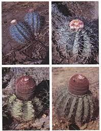 Current price per issue is $3.99. The Genus Melocactus Cactaceae In Central And South America