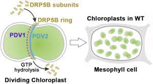 From these three the chloroplasts are of wide occurrence and of photosynthetic pigment the chlorophyll. Plantae New Insights Into Chloroplast Division Plantae