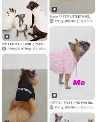 Image result for tbn:ANd9GcT9GTDvoeZslbTfRgc9SbtLfmHl15TvbB2vJ134_7_XnofUBeY3skxFMC8:https://www.doglife.sitew.com/fs/Root/5vdf8-5615663_chien_malade_sur_le_c_t_et_sur_fond_blanc.jpg