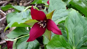Red flower only spawns during day. Wildflowers At The Fwg Ofnc