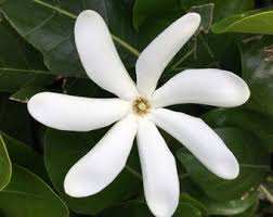 Image result for Gardenia imperialis