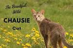 Domestic Wild Cats - New F1 Jungle-Cat hybrids Queens ...
