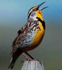 Birds Of Western New York State Western Meadowlark State Bird Midwest Birds State Birds Kansas State Bird