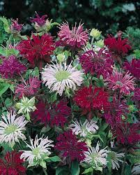Bee Balm Panorama Mix Perennial Flower Seeds Bee Balm Flower Flower Seeds Flowers Perennials