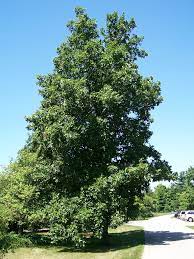 For example, the most commonly found hickory trees for nut production are shagbark (carya ovata) and shellbark (also called kingnut or carya laciniosa). Hickory Wikipedia