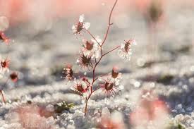 Image result for Crepidorhopalon droseroides