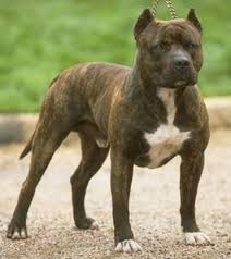 Pin On Pit Bulls