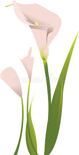 When autocomplete results are available use up and down arrows to review and enter to select. Calla Lily Stock Vector Illustration Of Lily Spring 8710344