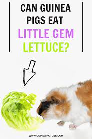 Pin On Guinea Pig Food And Diet