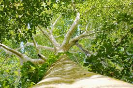 Green planet would love to help you and your trees out. Plant Trees Or Offset Your Carbon Emissions Trees For All