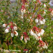 Image result for Vaccinium stanleyi