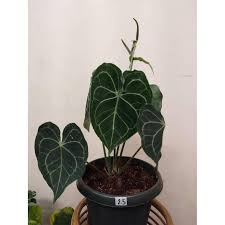 Nature hills is america's largest online plant nursery. Anthurium Clarinervium Pure Shopee Philippines