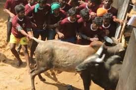 Jallikattu, a popular bull taming sport held during pongal, is set to take place in madurai district. Peta India Releases Evidence Of Abuse Of Jallikattu Bulls Asks For Ban Again The News Minute