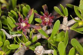 Image result for Periploca