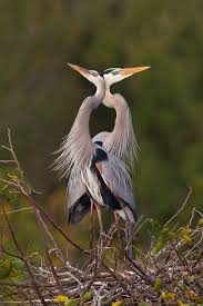 Two Great Blue Herons Goruntuler Ile Balikcil Kus Resimleri Evcil Hayvanlar