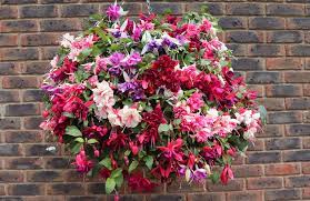 10″ fuschia basket (hanging pot). How To Grow Fuchsias Thompson Morgan