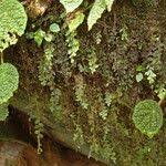 Image result for Hymenophyllum splendidum
