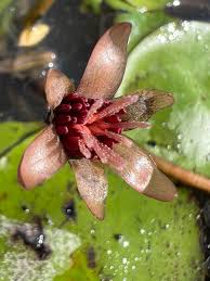 Image result for Brasenia