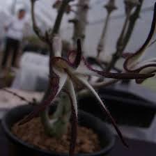 Image result for Stathmostelma fornicatum