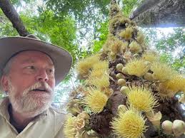 Save the Daintree Rainforest