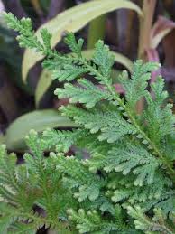 Image result for Selaginella afrorum