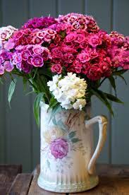 Blomsterhagen Abildso Juni Busknellik Dianthus Barbatus Flower Arrangements Scent Garden Dianthus Barbatus