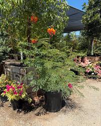 Image result for Caesalpinia rubra