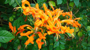 Image result for Tecoma capensis