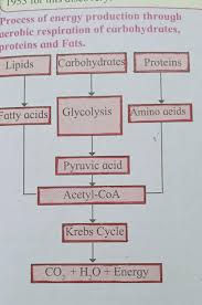 Protein is mainly known for its role in the repair, maintenance, and growth of body tissues, but it also has a role in energy supply. Explain The Process Of Energy And Production Thought Aerobic Respiration Of Carbohydrates Protein And Brainly In