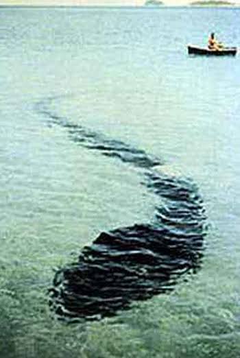 Hook Island Sea Monster | Cryptid Wiki | Fandom