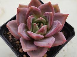 Blood romeo need less water and very good air circulation in summer you will receive one this item sold on october 10, 2020. Echeveria Pink Champagne World Of Succulents