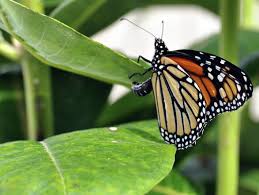 Minnesota man makes milkweed seed bombs to bring butterflies back
