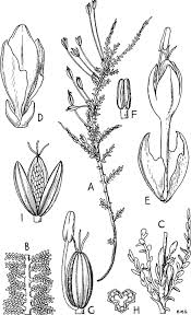 Image result for Tristicha trifaria